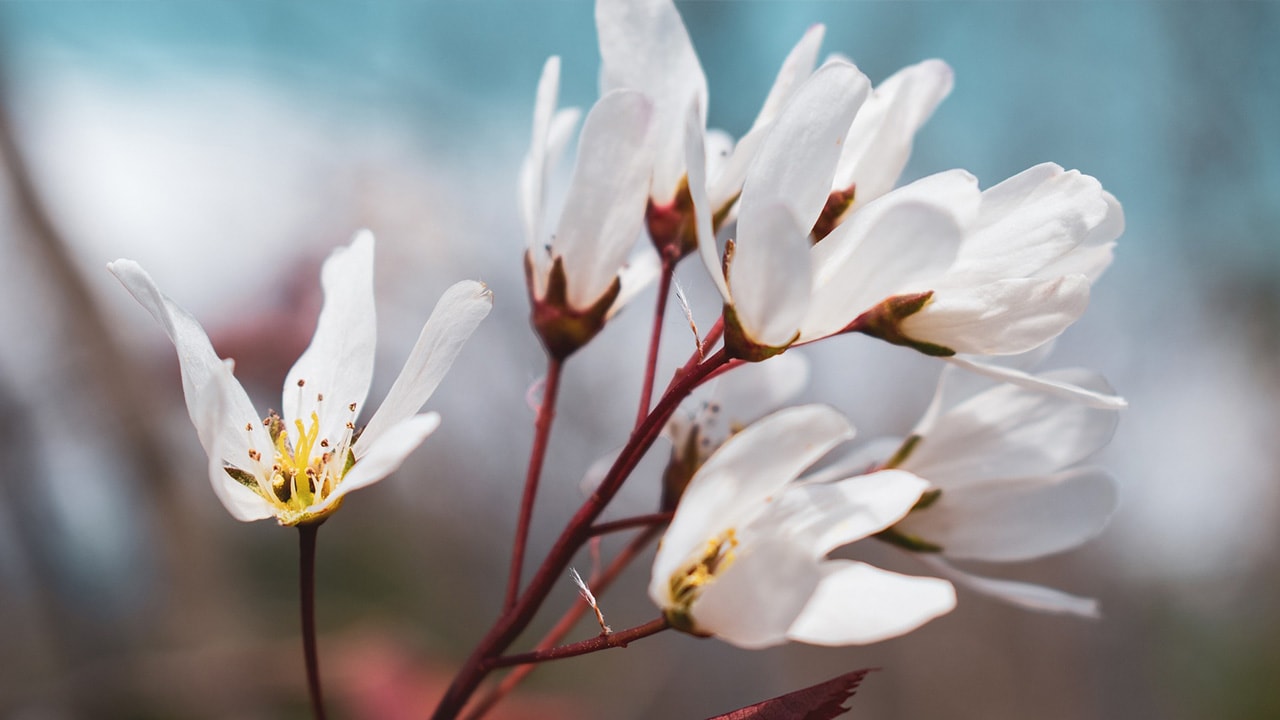 Hvite blomster